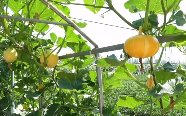 平羅縣五星村：壯大制種產(chǎn)業(yè) 促進(jìn)產(chǎn)業(yè)融合發(fā)展