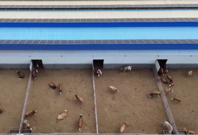 平羅縣西潤(rùn)村：牛棚頂上“種太陽(yáng)” 一地兩用促增收