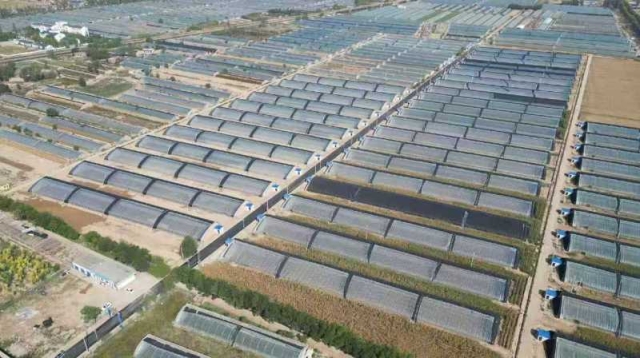 平羅縣城關(guān)鎮(zhèn)沿河村設(shè)施農(nóng)業(yè)產(chǎn)業(yè)園鳥(niǎo)瞰圖